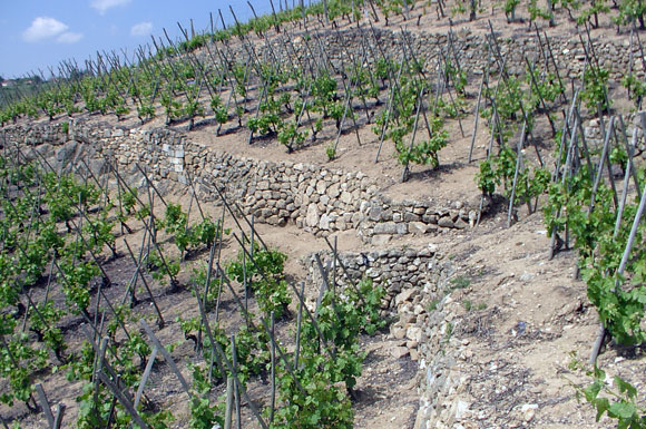 Pierre Gaillard's steeply sloped, terraced vineyard parcel in the village of Malleval.