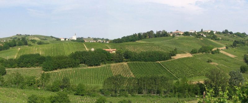   The rolling hills of the Mazzolino Estate, planted in Chardonnay, Pinot Noir and Bonarda
