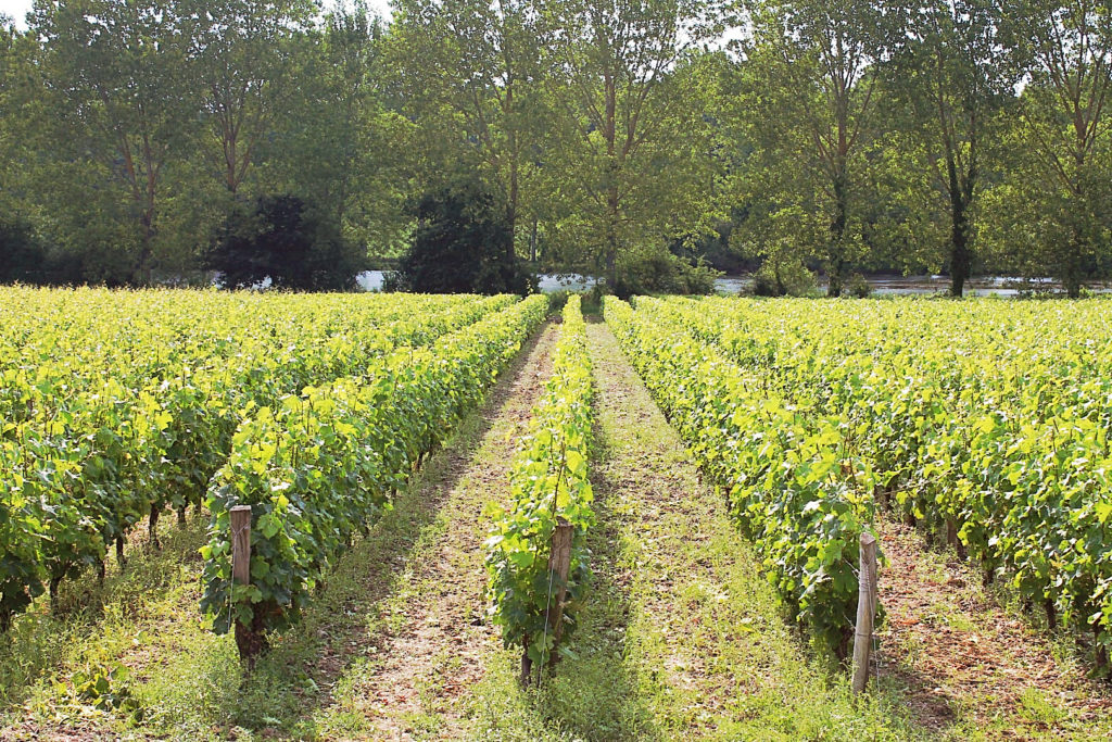 Sauvignon Blanc vinyard at Domaine Raphaël Midoir 
