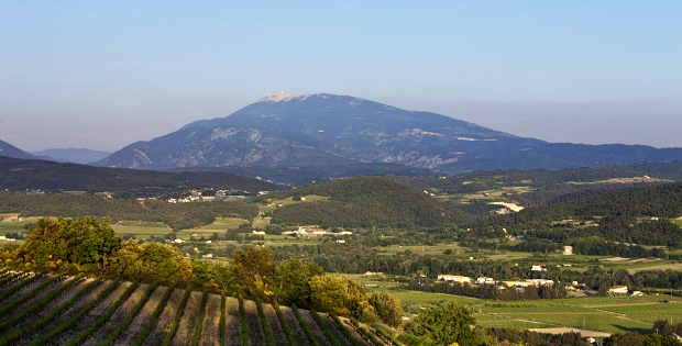 Rolling hills of vineyards in the Ventoux AOC looking up towards Mt.Ventoux 