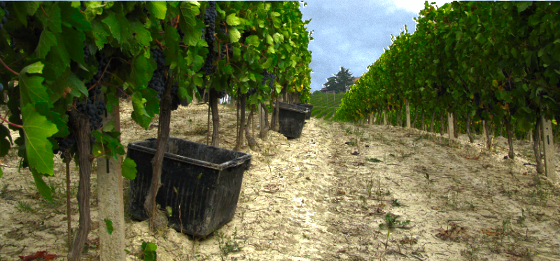 Pinot Grigio vinyards of Adria Vini in the Venezie DOC