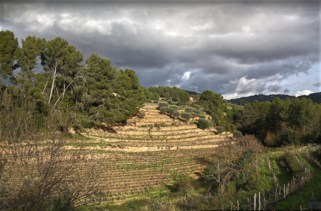 Steeply terraced vinyeards at Domaine le Galantine, facing south towards the Mediterranean
