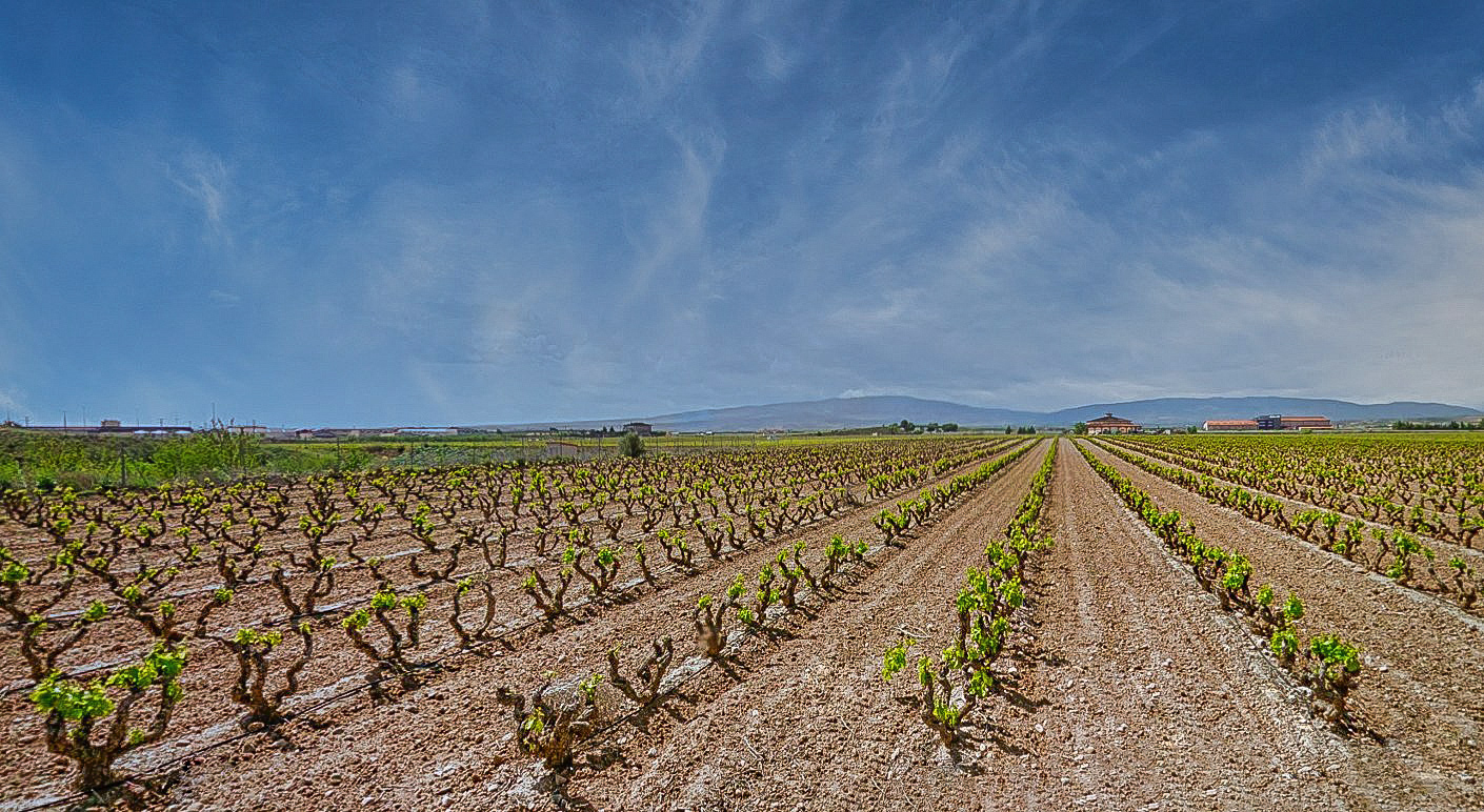 The dry rocky vineyards at Bodegas del Medievo -- the estate source of Marques del Silvo AWM buying trip 2018